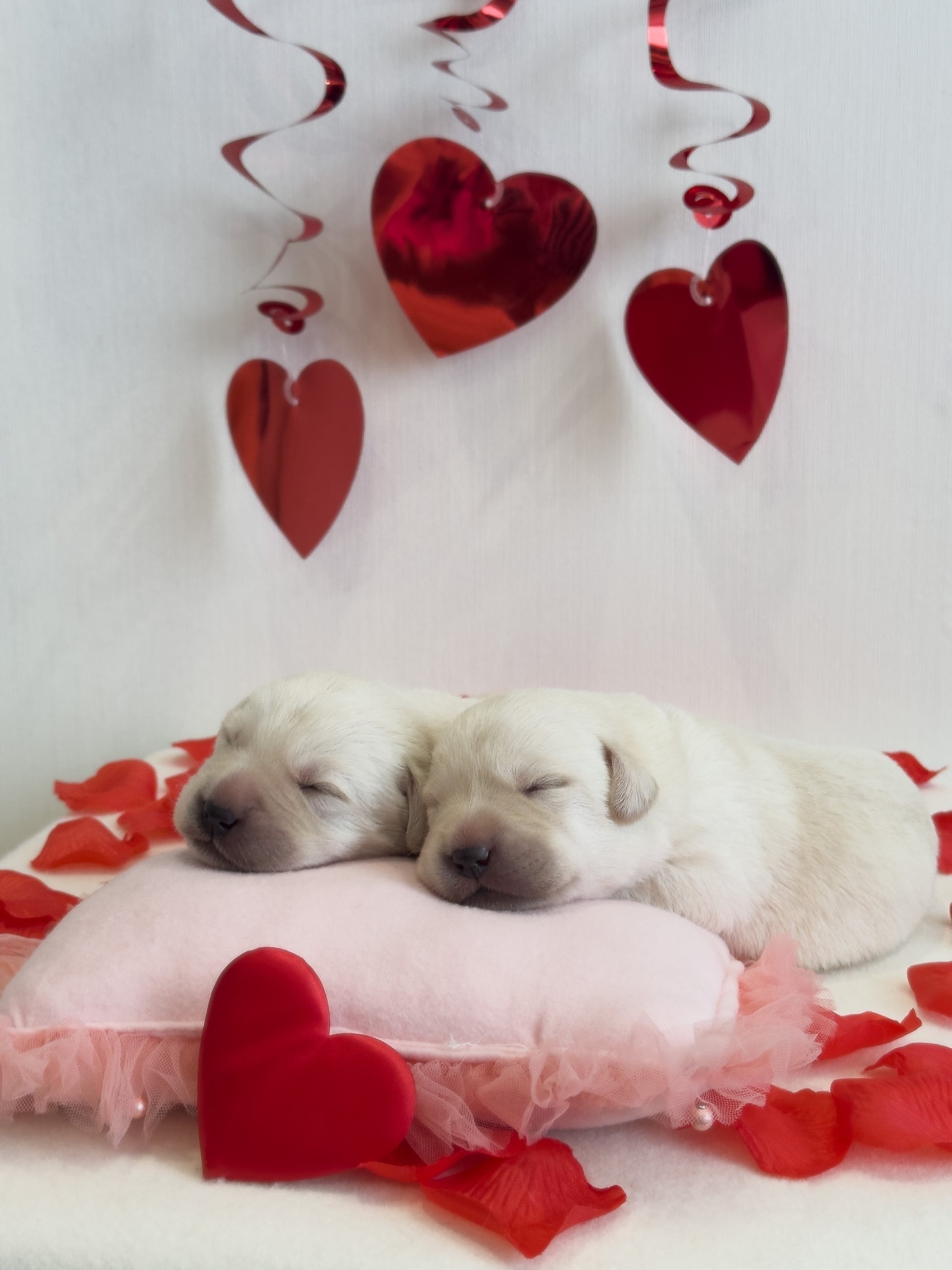 Фото: Помёт от I AM BON-BON (D)