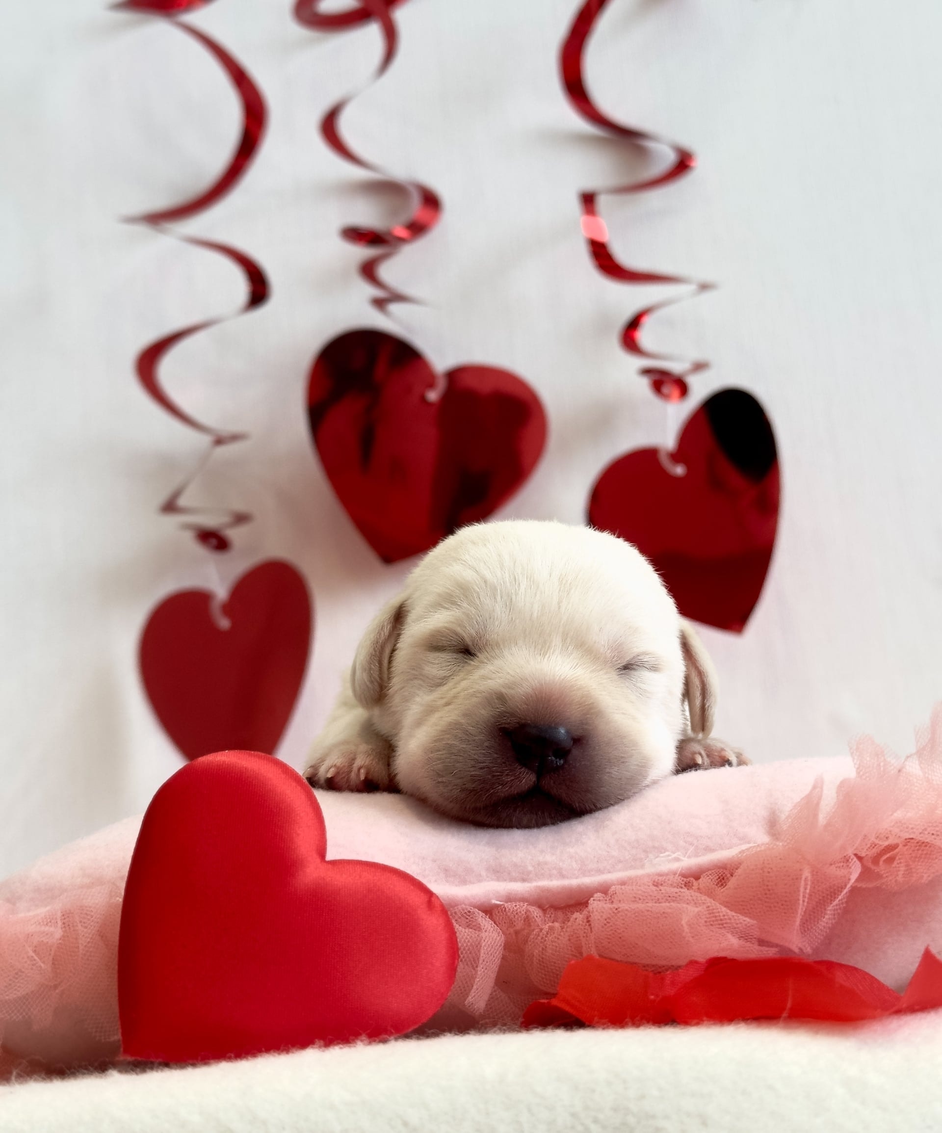 Фото: Помёт от I AM BON-BON (D)