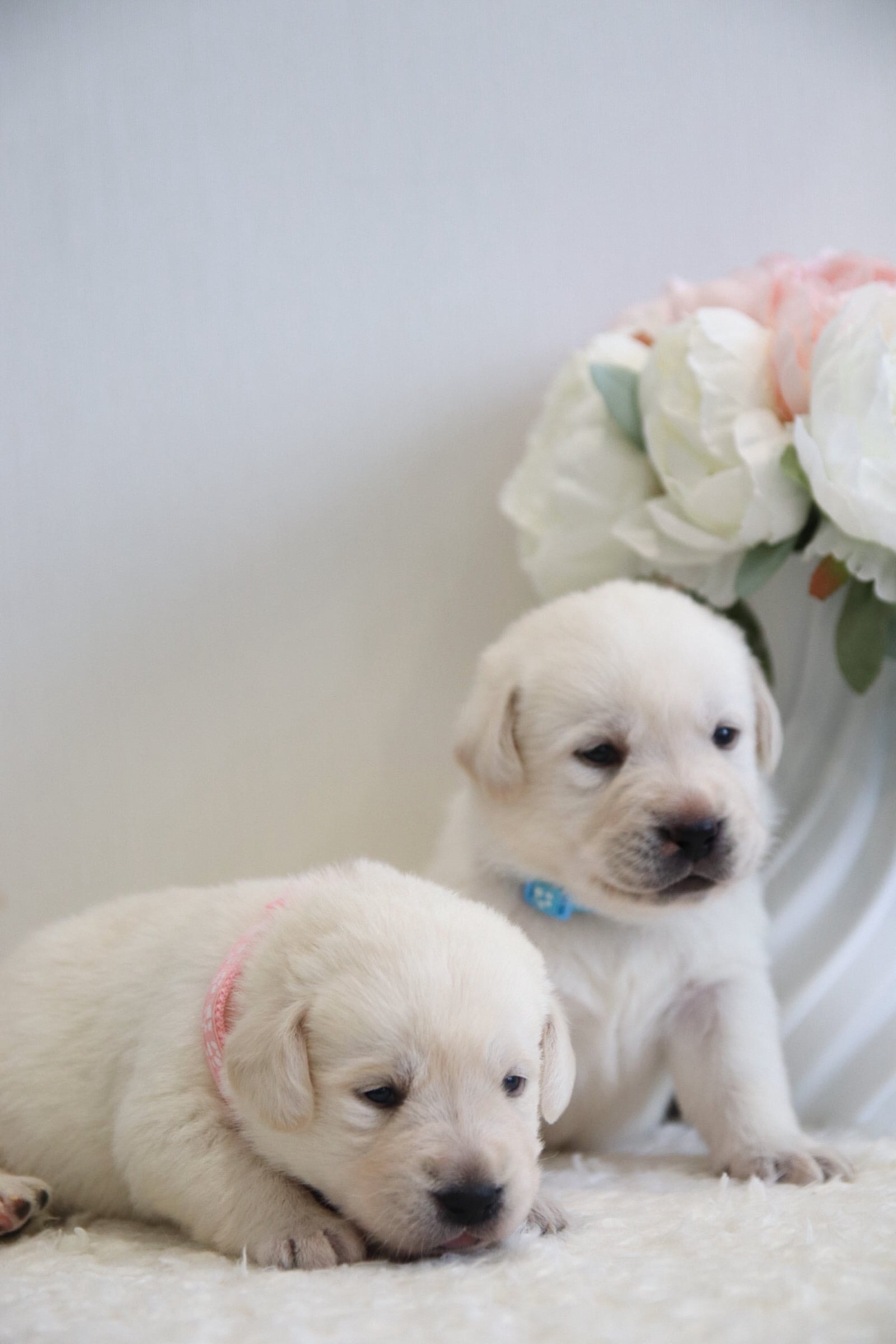 Фото: Помёт от I AM BON-BON (D)