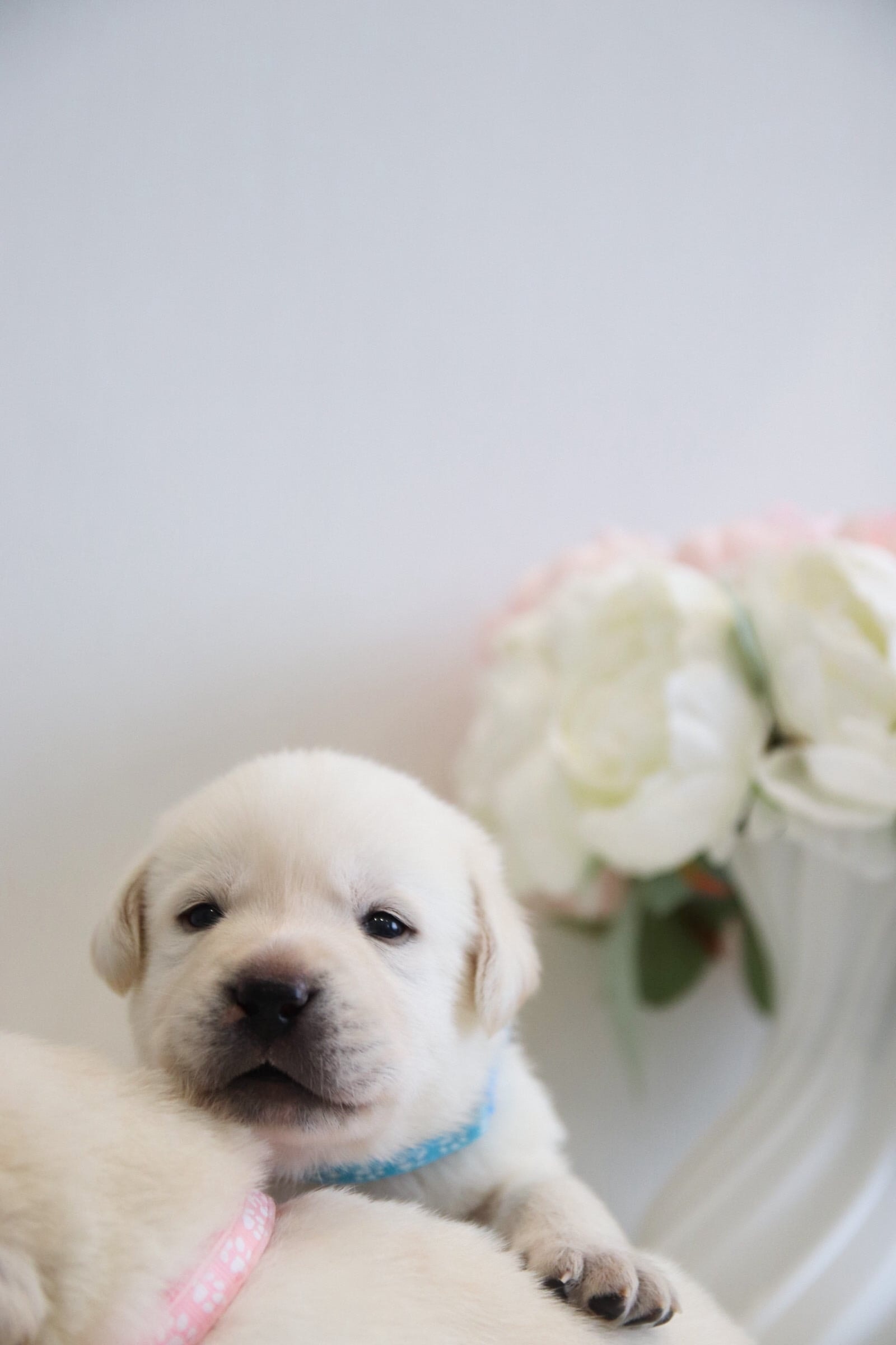 Фото: Помёт от I AM BON-BON (D)