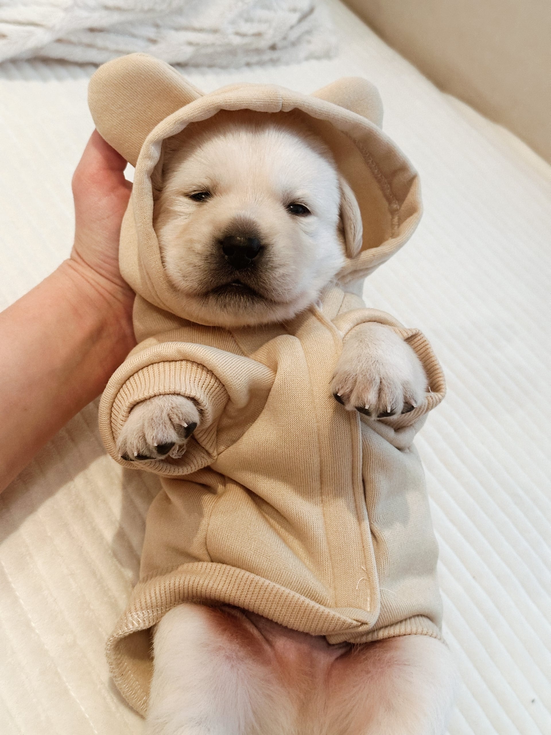 Фото: Помёт от I AM BON-BON (D)