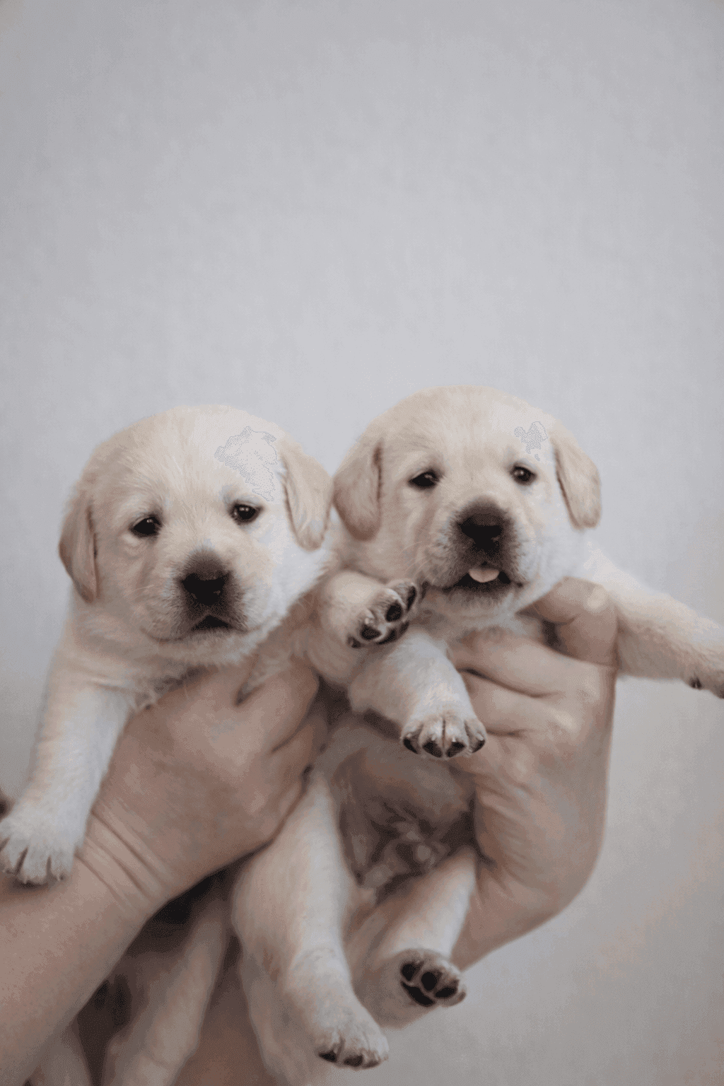 Фото: Помёт от I AM BON-BON (D)