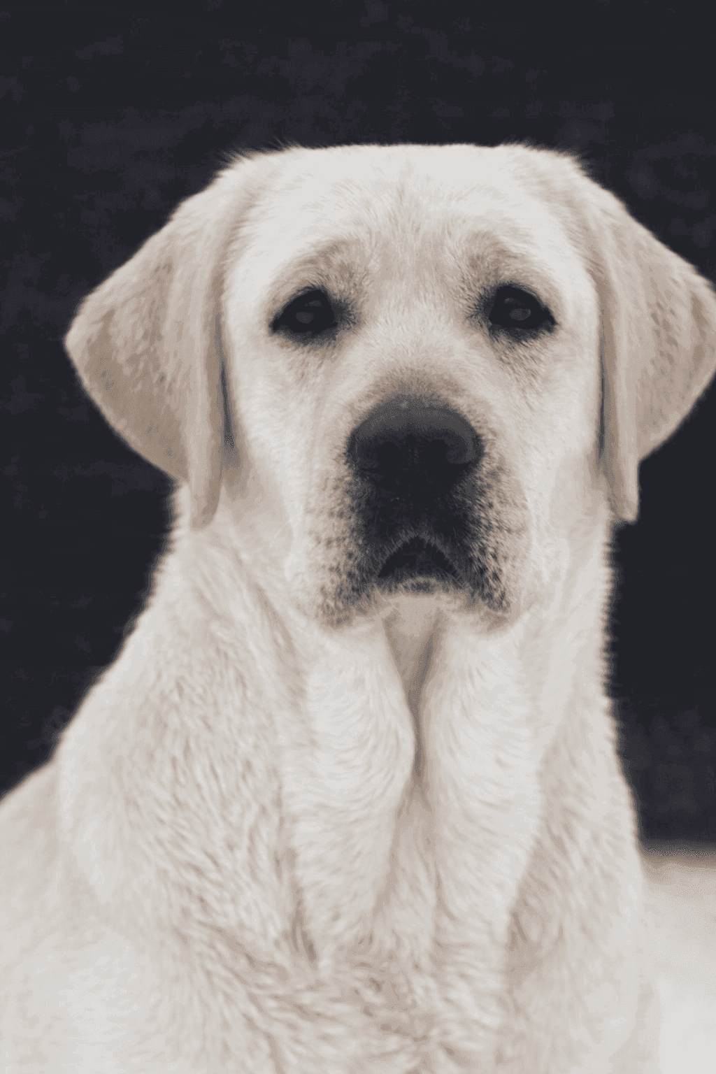 Фото: MANSER CLUB BRIGHT VICTORY