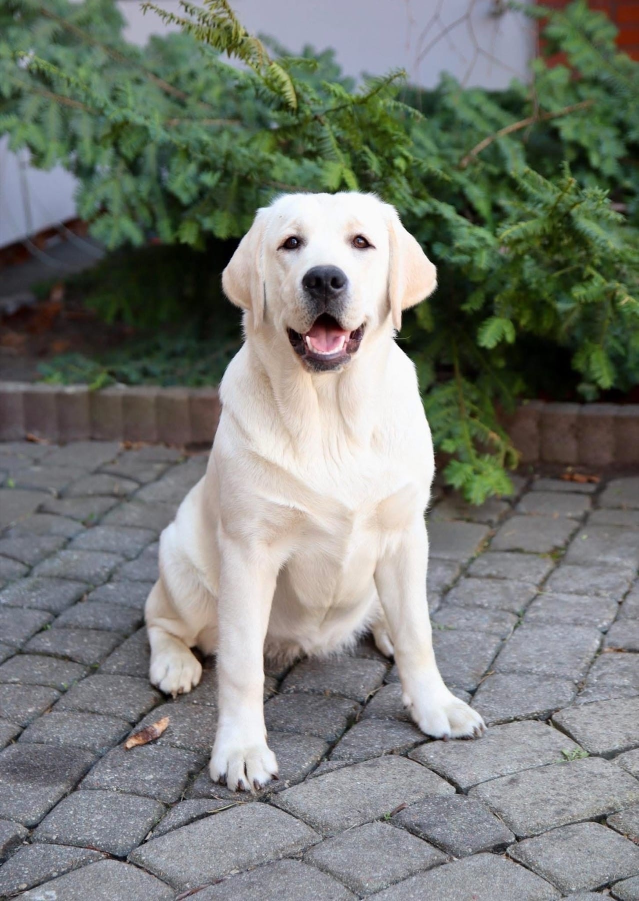 Фото: MANSER CLUB BRIGHT VICTORY