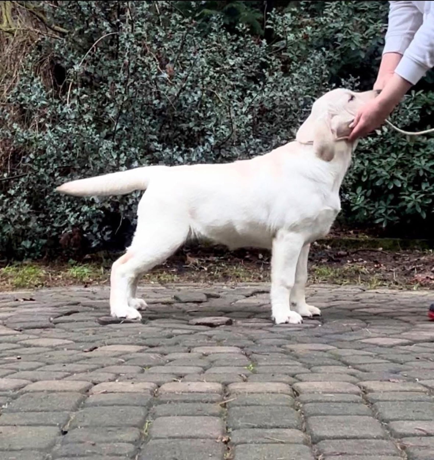 MANSER CLUB BRIGHT VICTORY