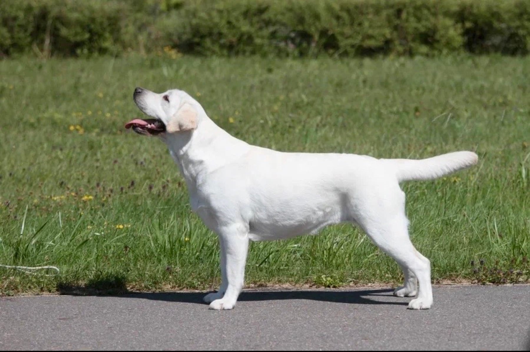 Фото: Panda Band Gabriella