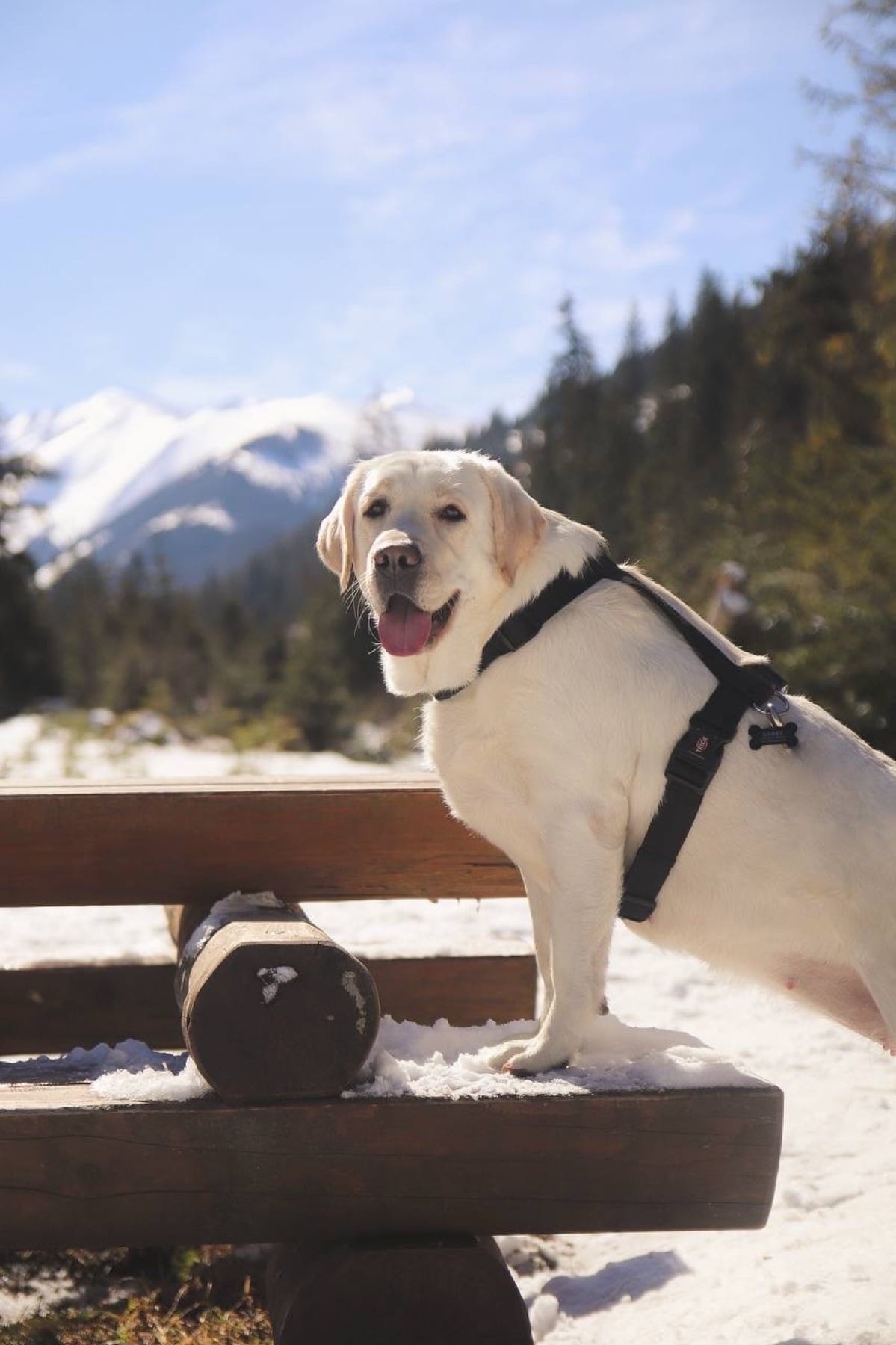 Panda Band Gabriella