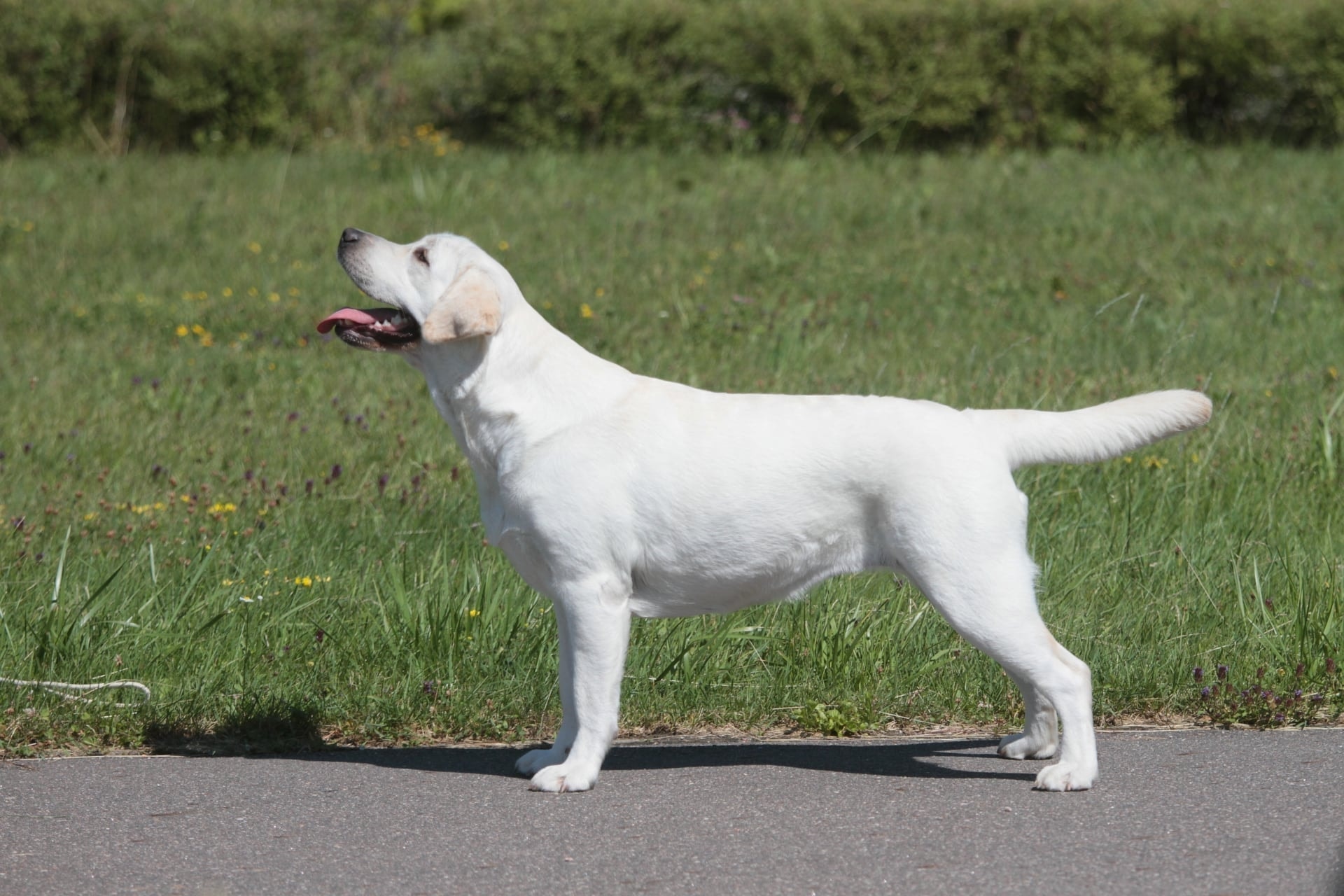 Фото: Panda Band Gabriella