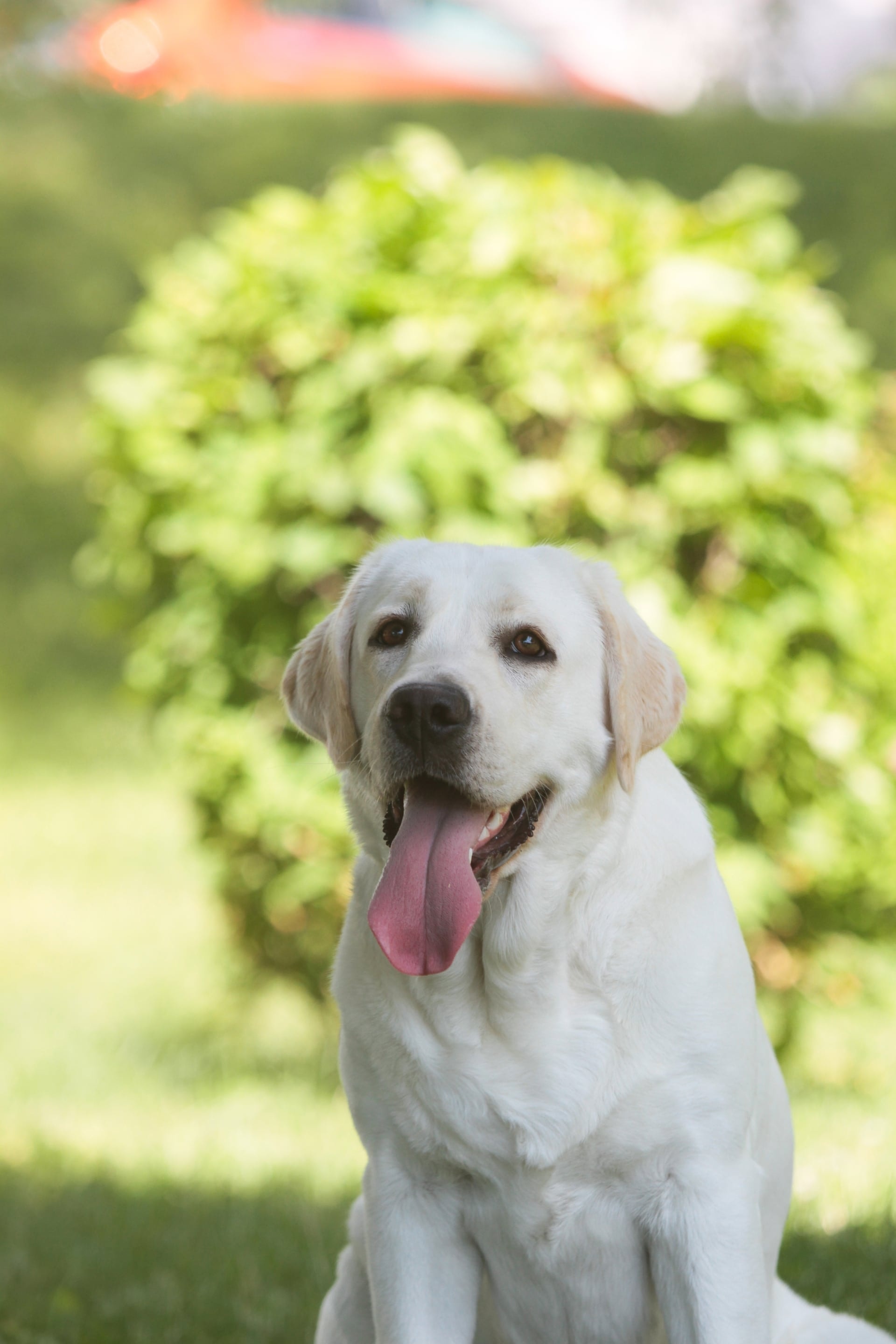 Фото: Panda Band Gabriella