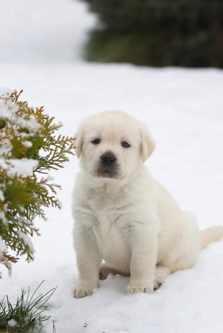 Фото: Panda Band Gabriella