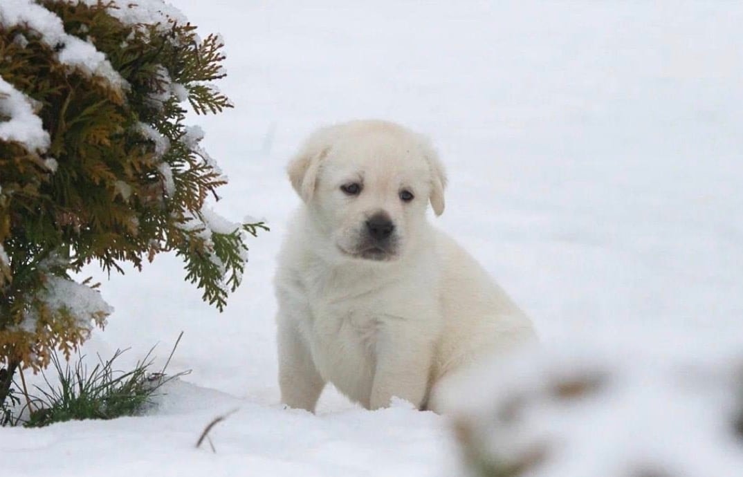 Фото: Panda Band Gabriella