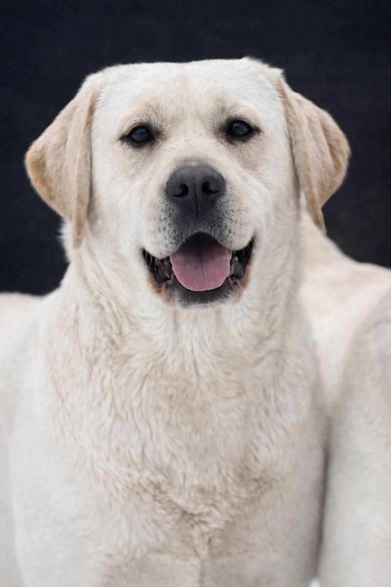 Фото: PANDA BAND I AM BON-BON