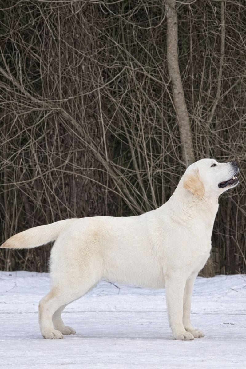 Фото: PANDA BAND I AM BON-BON