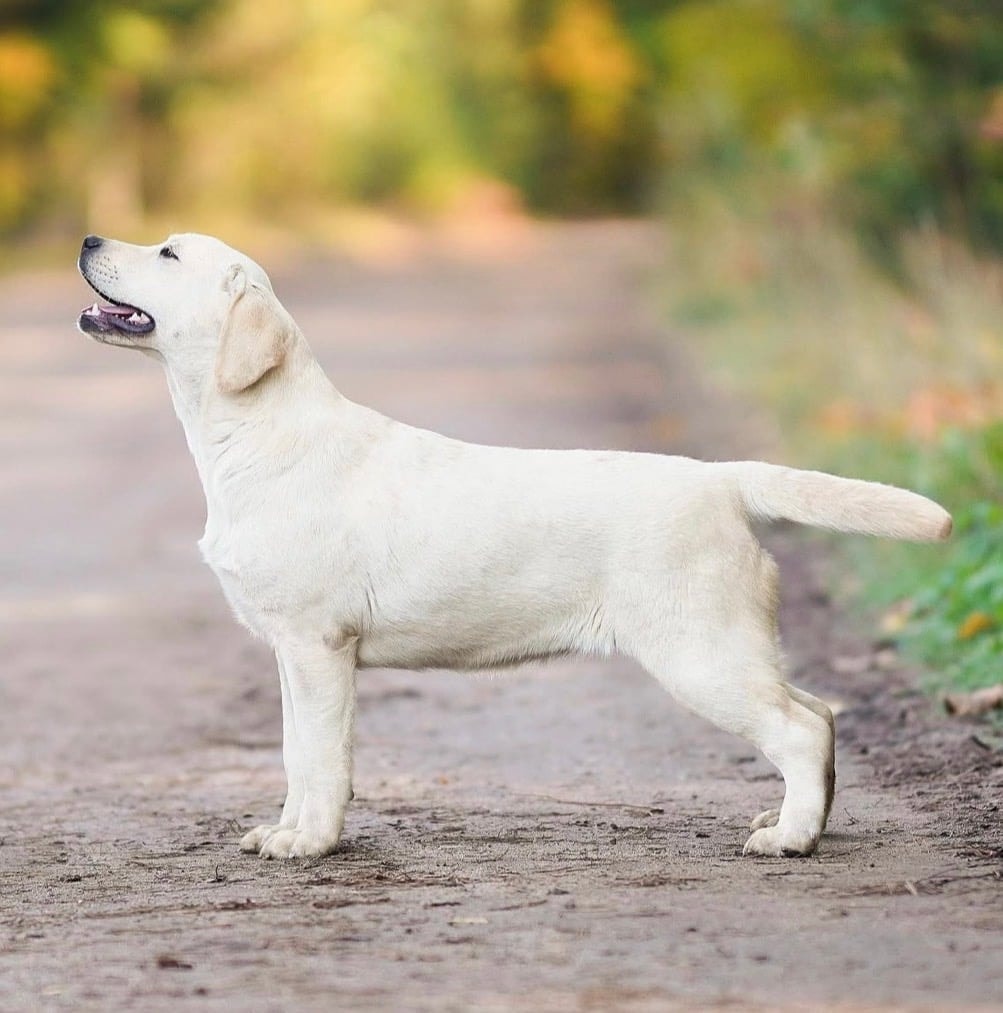 Фото: PANDA BAND I AM BON-BON