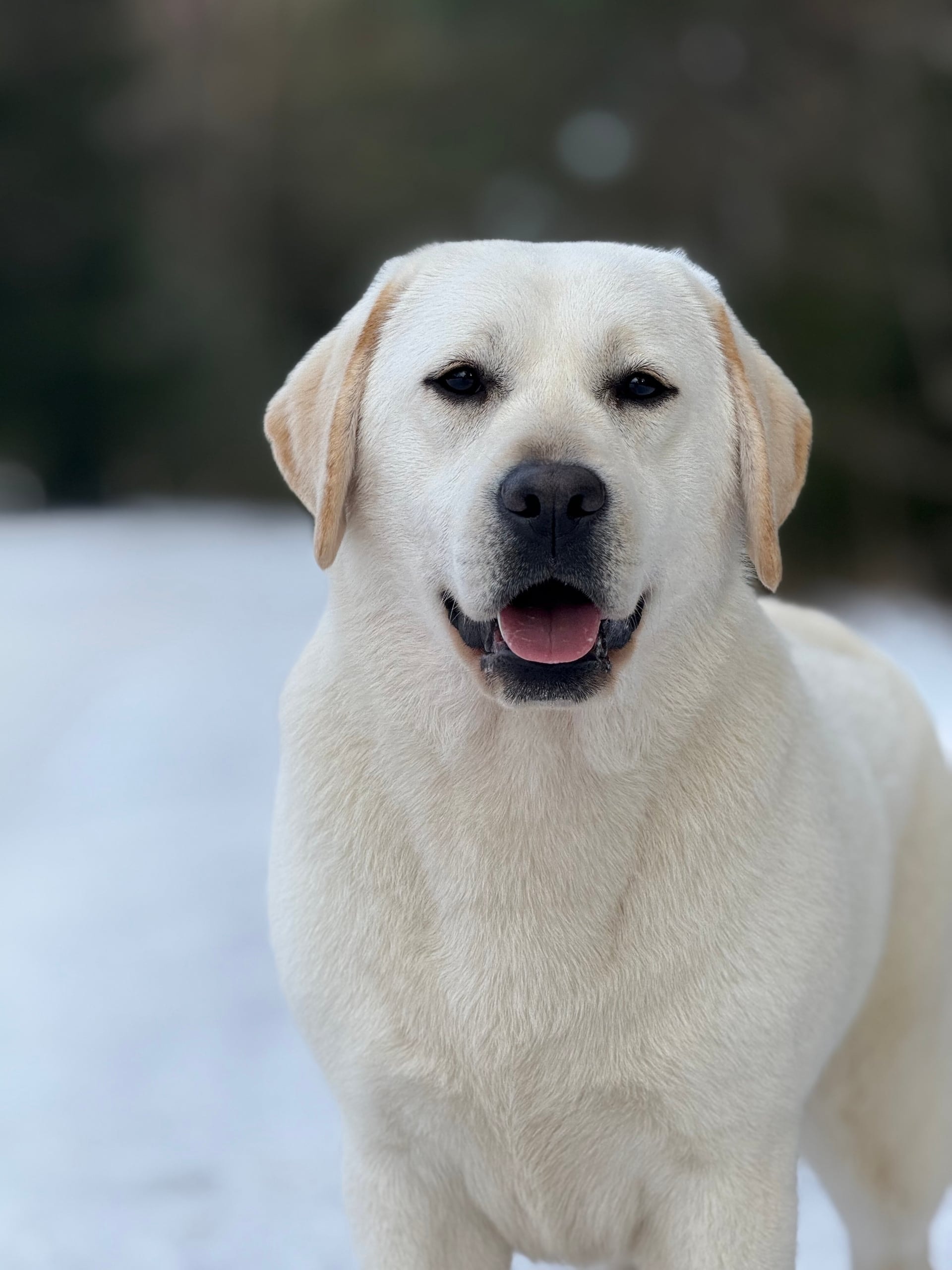 Фото: PANDA BAND I AM BON-BON