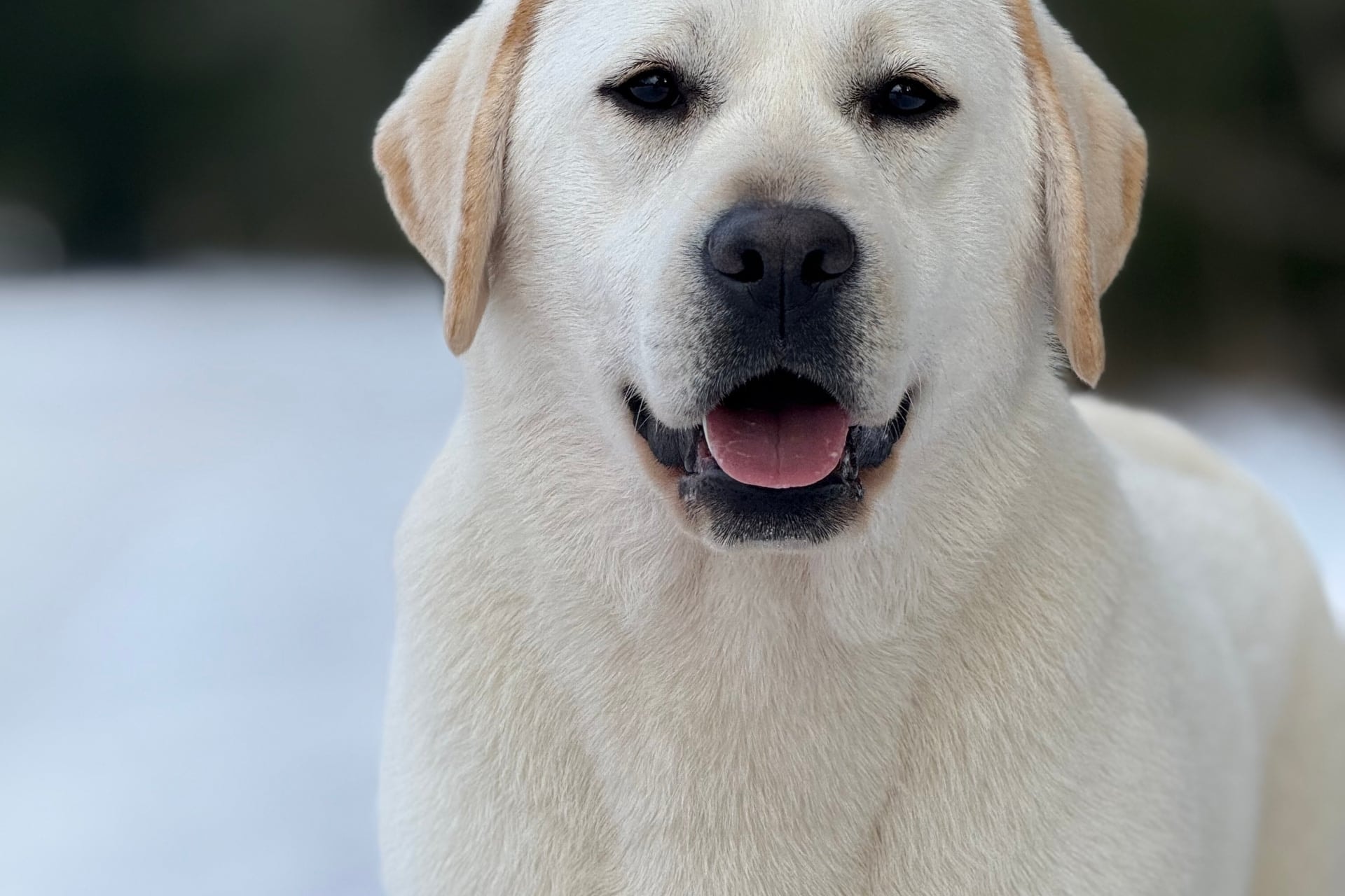 PANDA BAND I AM BON-BON