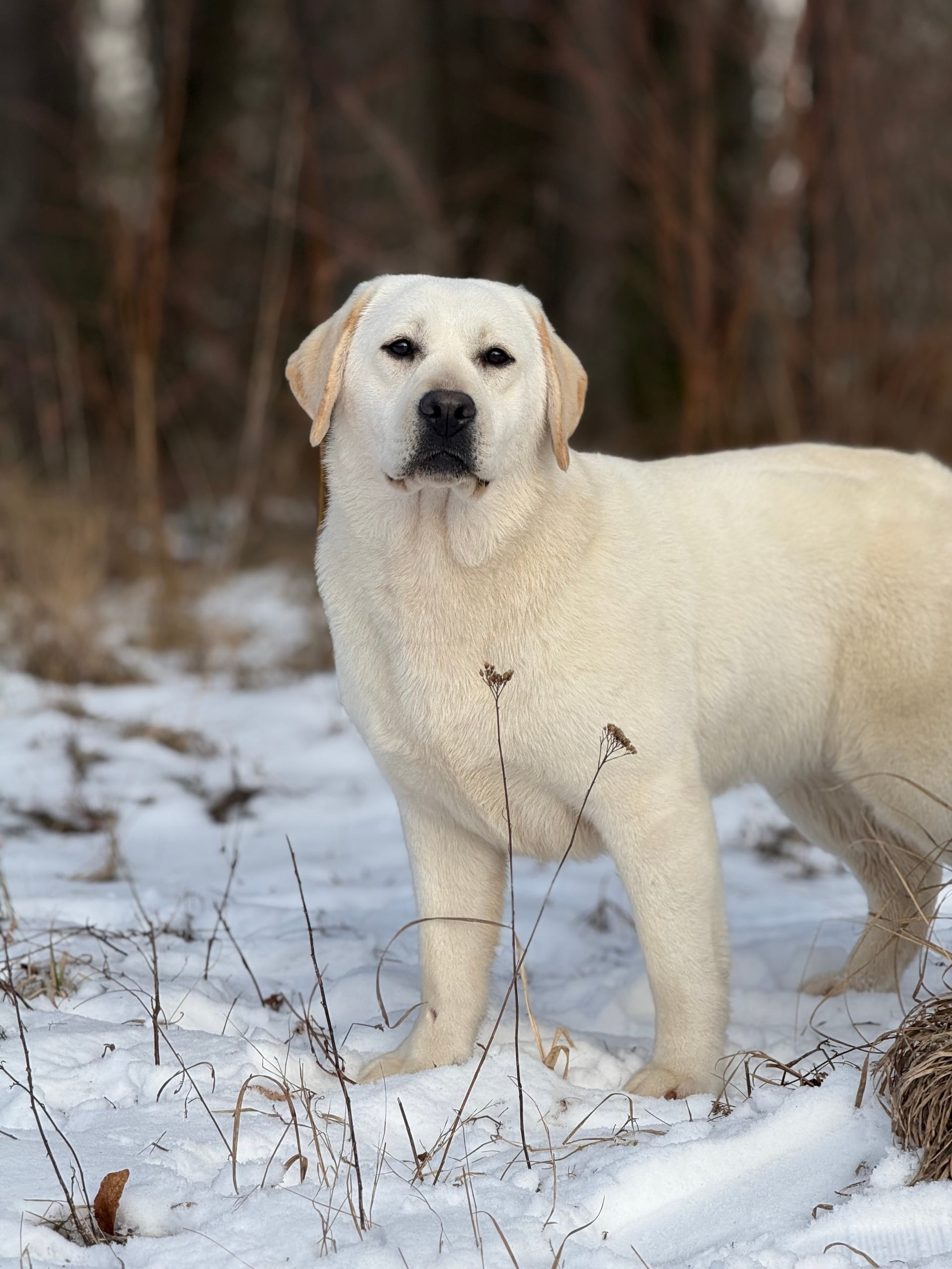 PANDA BAND I AM BON-BON