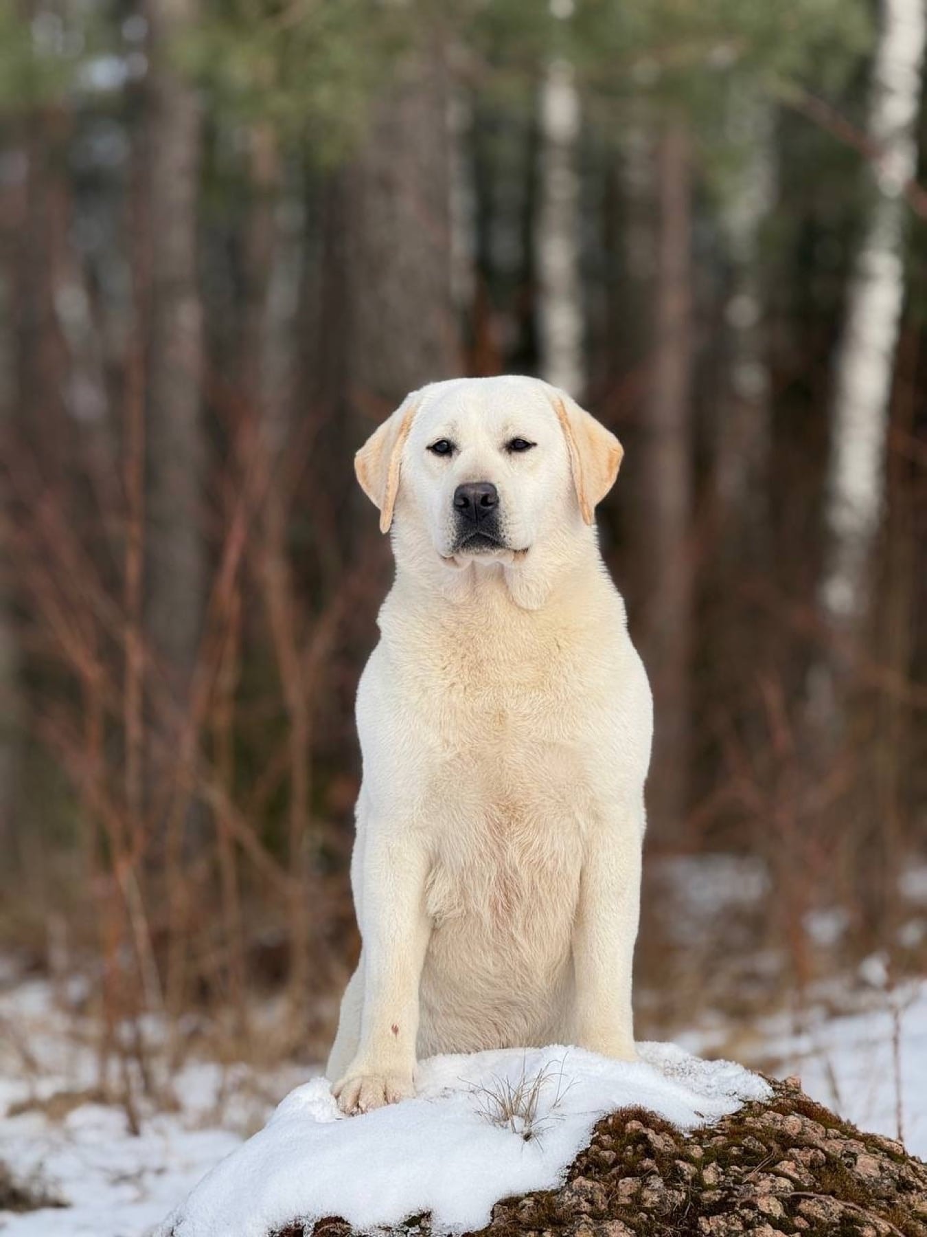 Фото: PANDA BAND I AM BON-BON