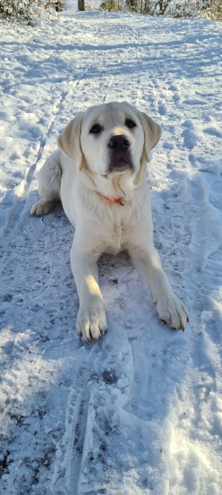 Фото: Помёт от GABRIELLA (A)