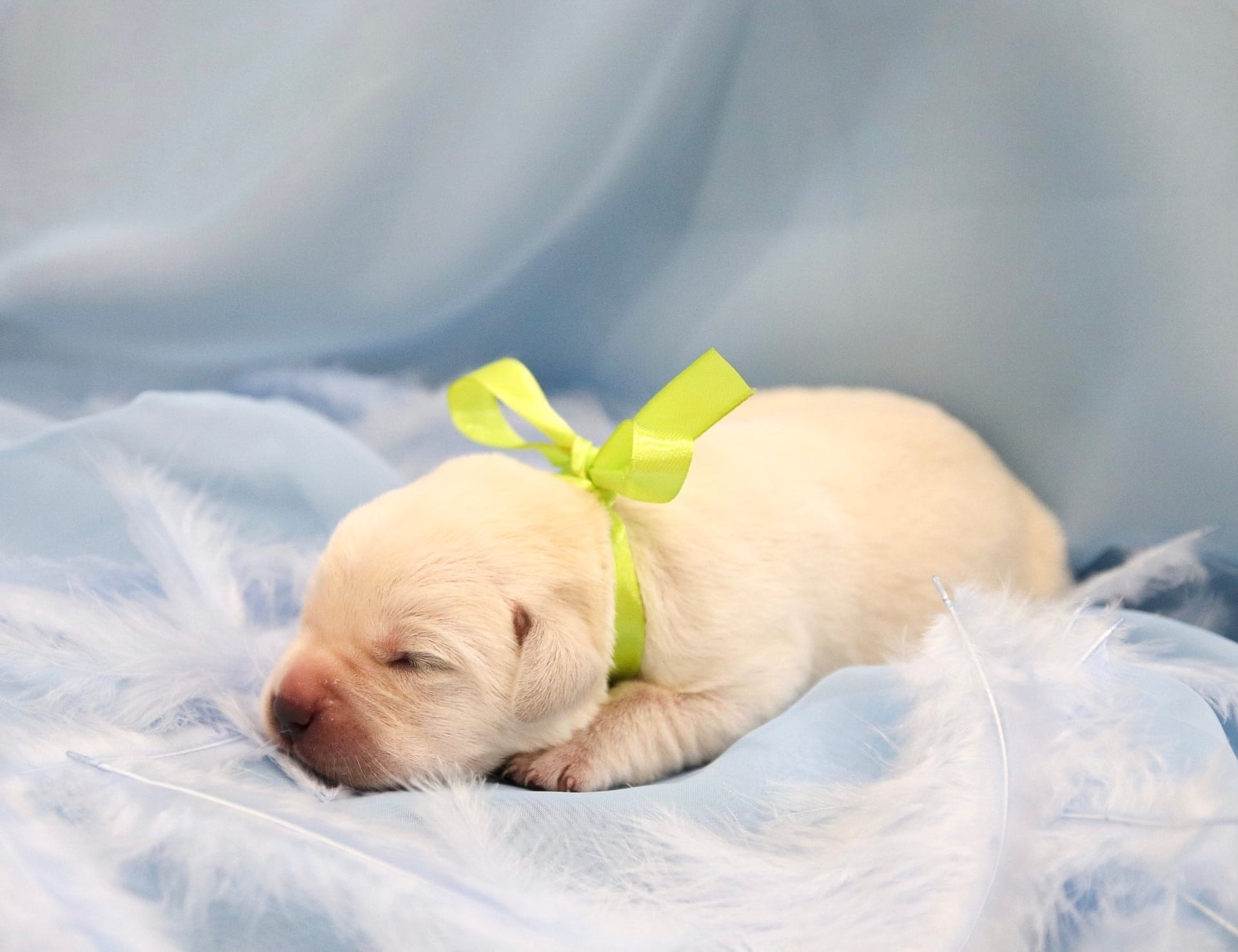 Фото: Помёт от GABRIELLA (A)