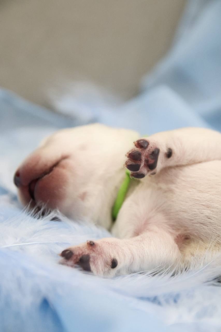 Фото: Помёт от GABRIELLA (A)