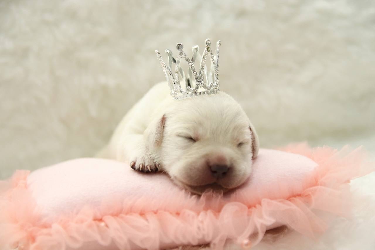 Фото: Помёт от GABRIELLA (A)