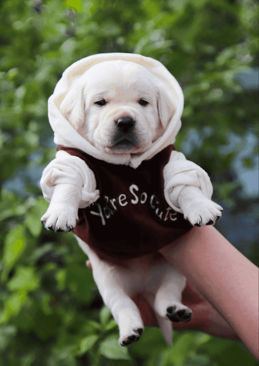 Фото: Помёт от GABRIELLA (A)