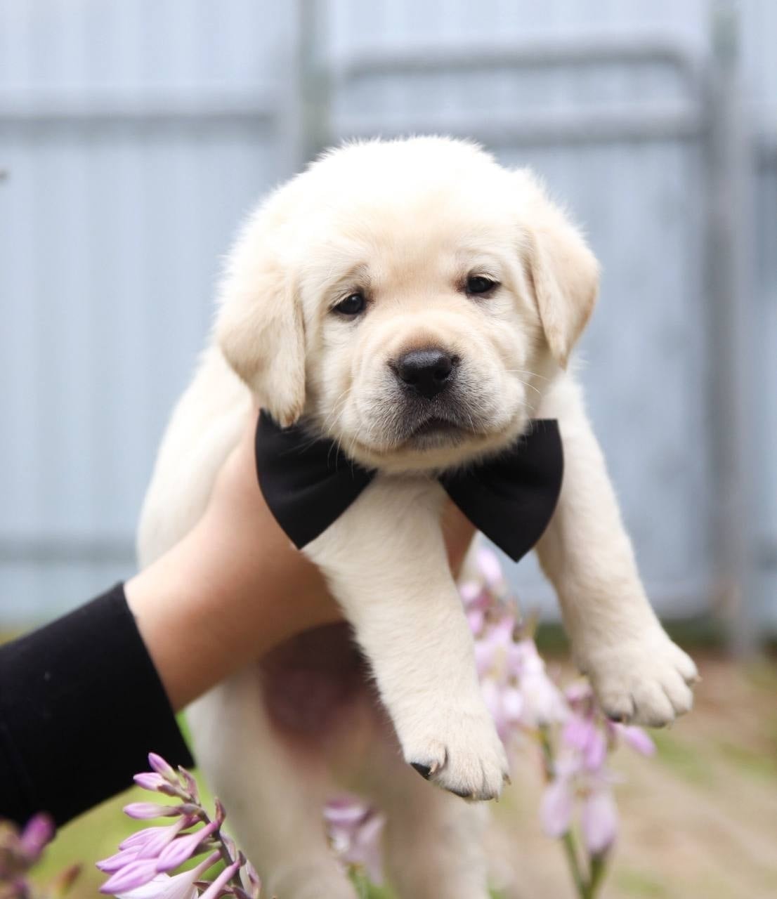 Фото: Помёт от GABRIELLA (A)