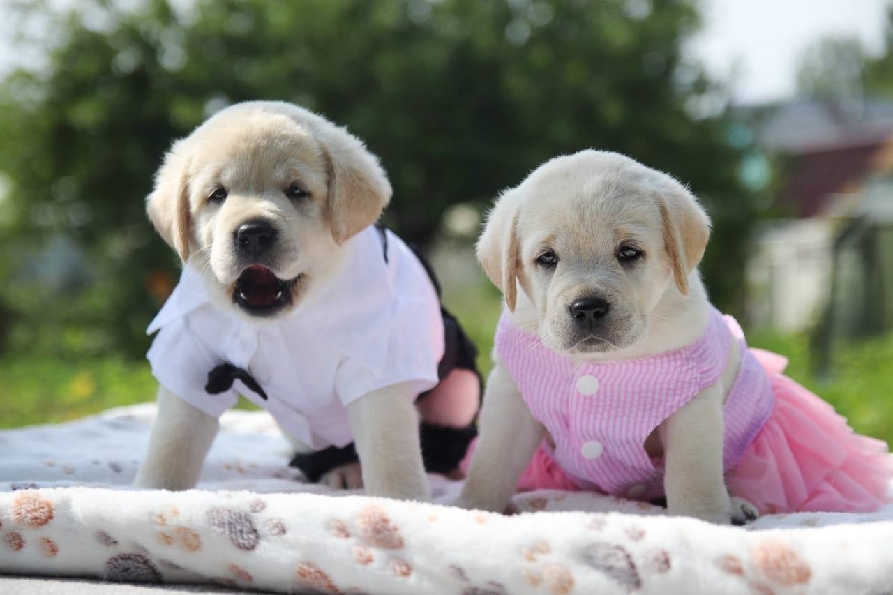 Фото: Помёт от GABRIELLA (A)