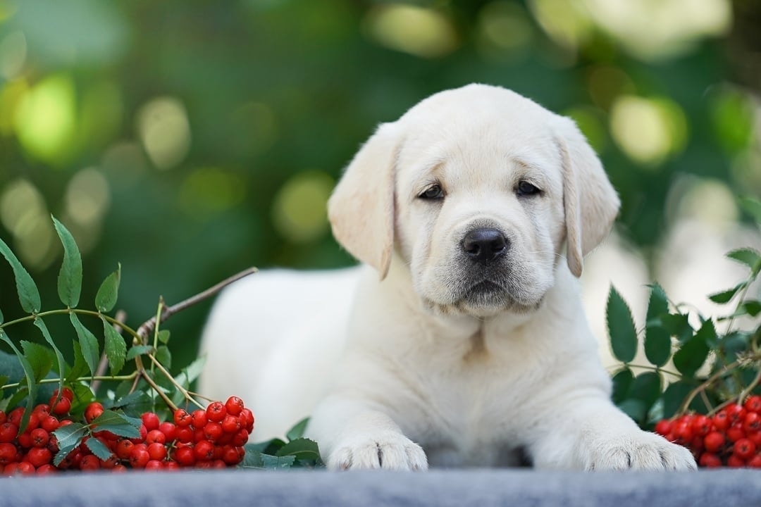 Фото: Помёт от GABRIELLA (A)