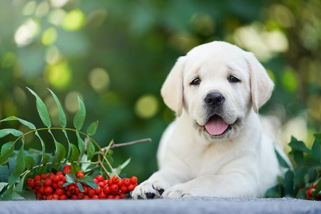 Фото: Помёт от GABRIELLA (A)