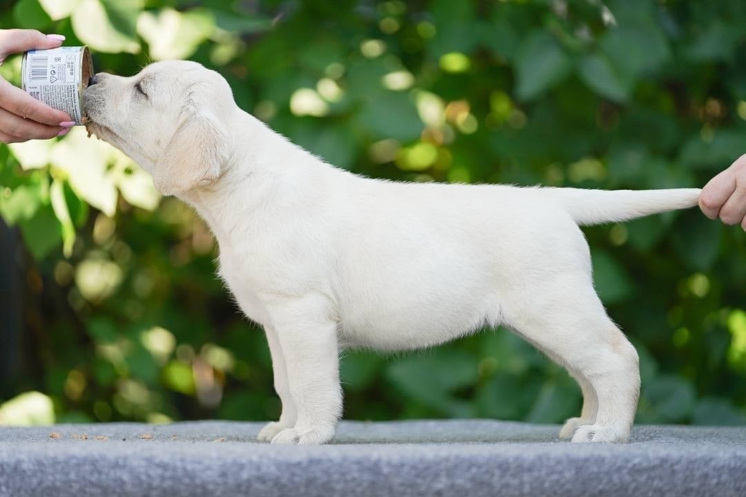 Фото: Помёт от GABRIELLA (A)