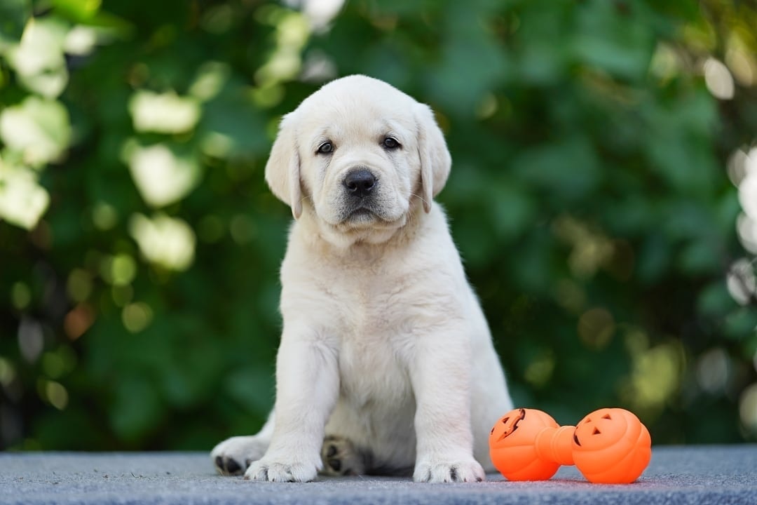 Фото: Помёт от GABRIELLA (A)