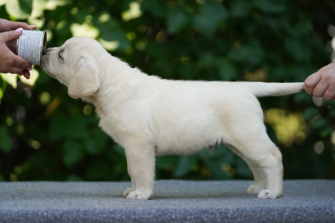 Фото: Помёт от GABRIELLA (A)