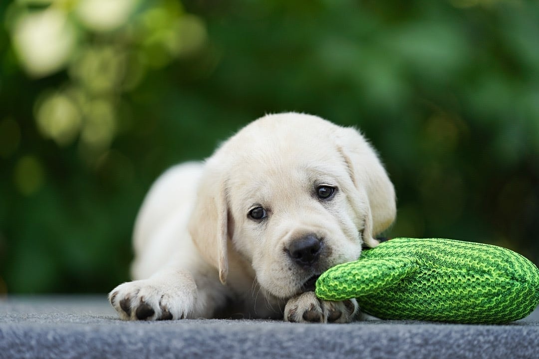 Фото: Помёт от GABRIELLA (A)