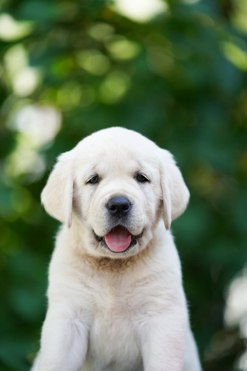 Фото: Помёт от GABRIELLA (A)