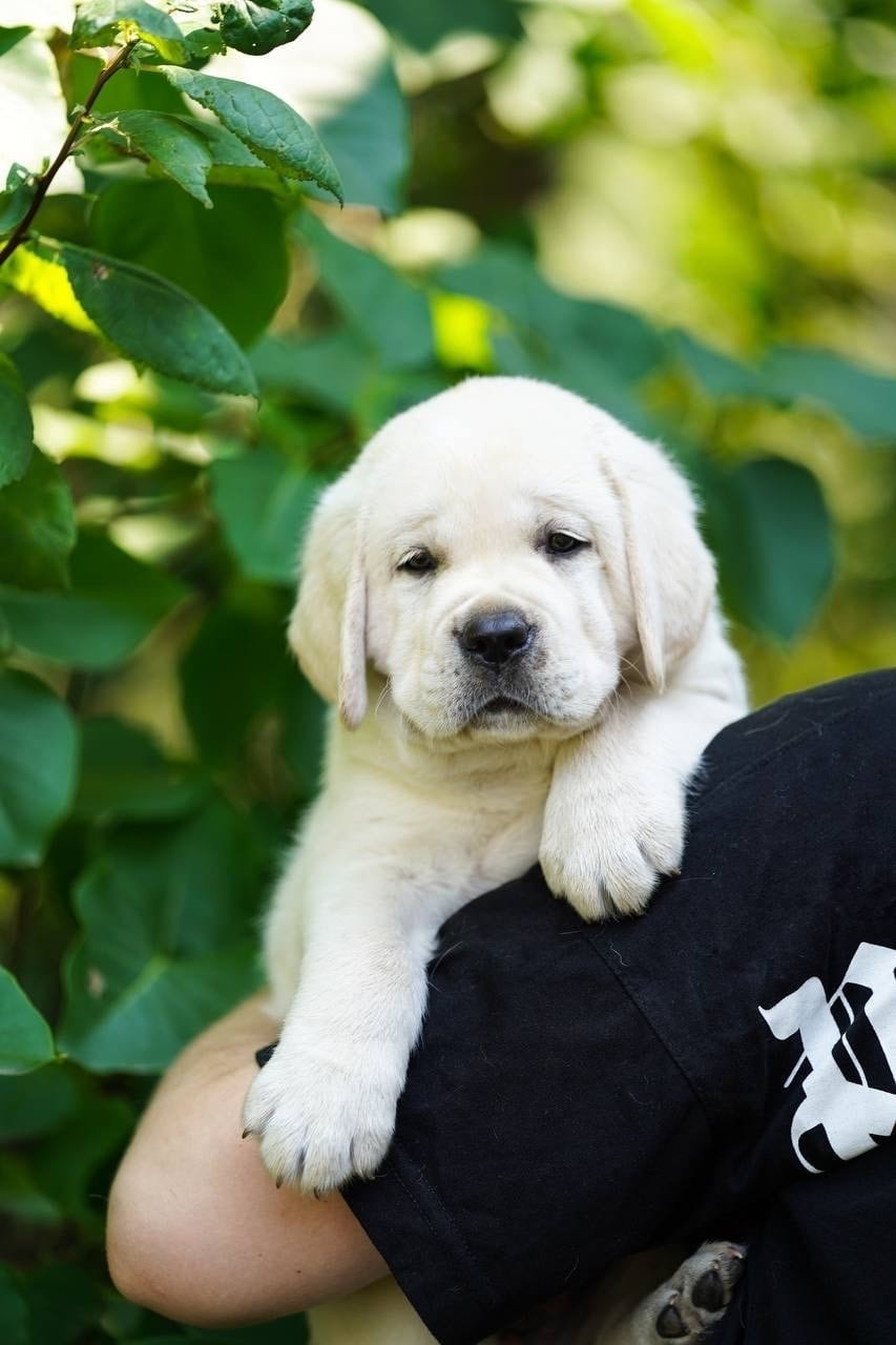 Фото: Помёт от GABRIELLA (A)