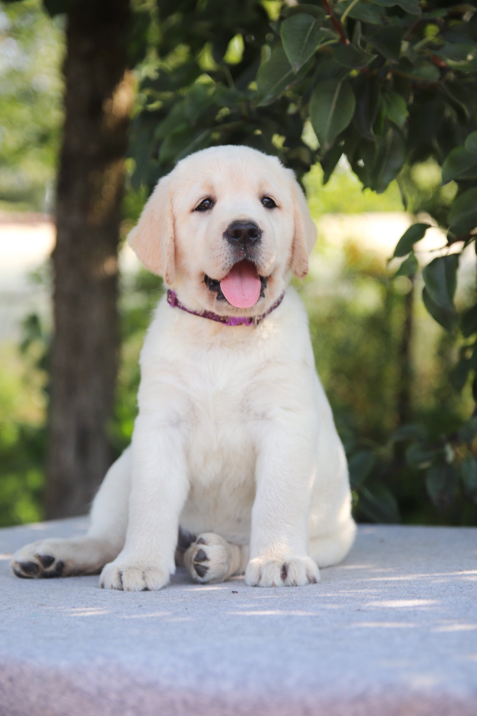 Фото: Помёт от GABRIELLA (A)