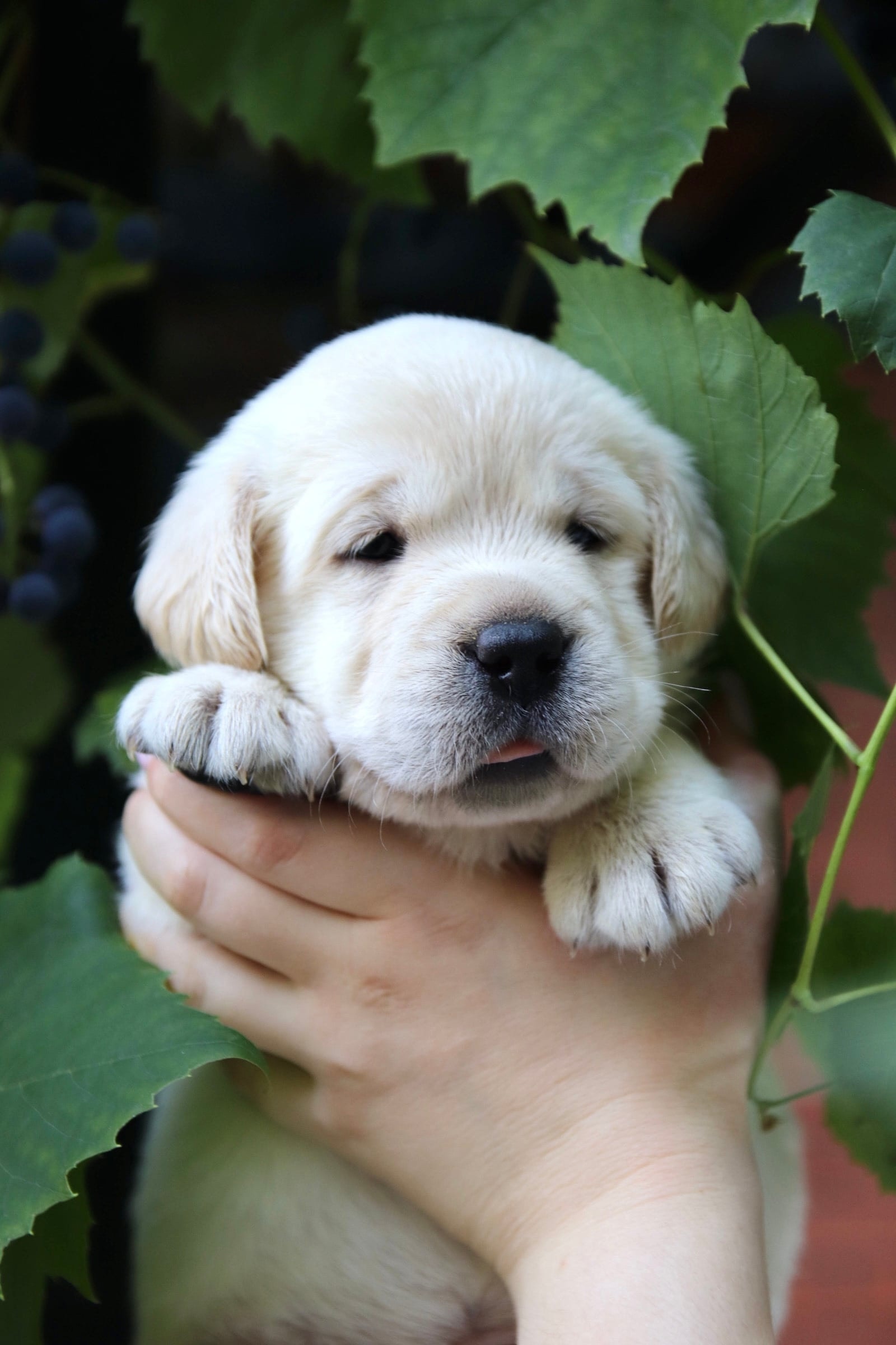 Фото: Помёт от GABRIELLA (B)