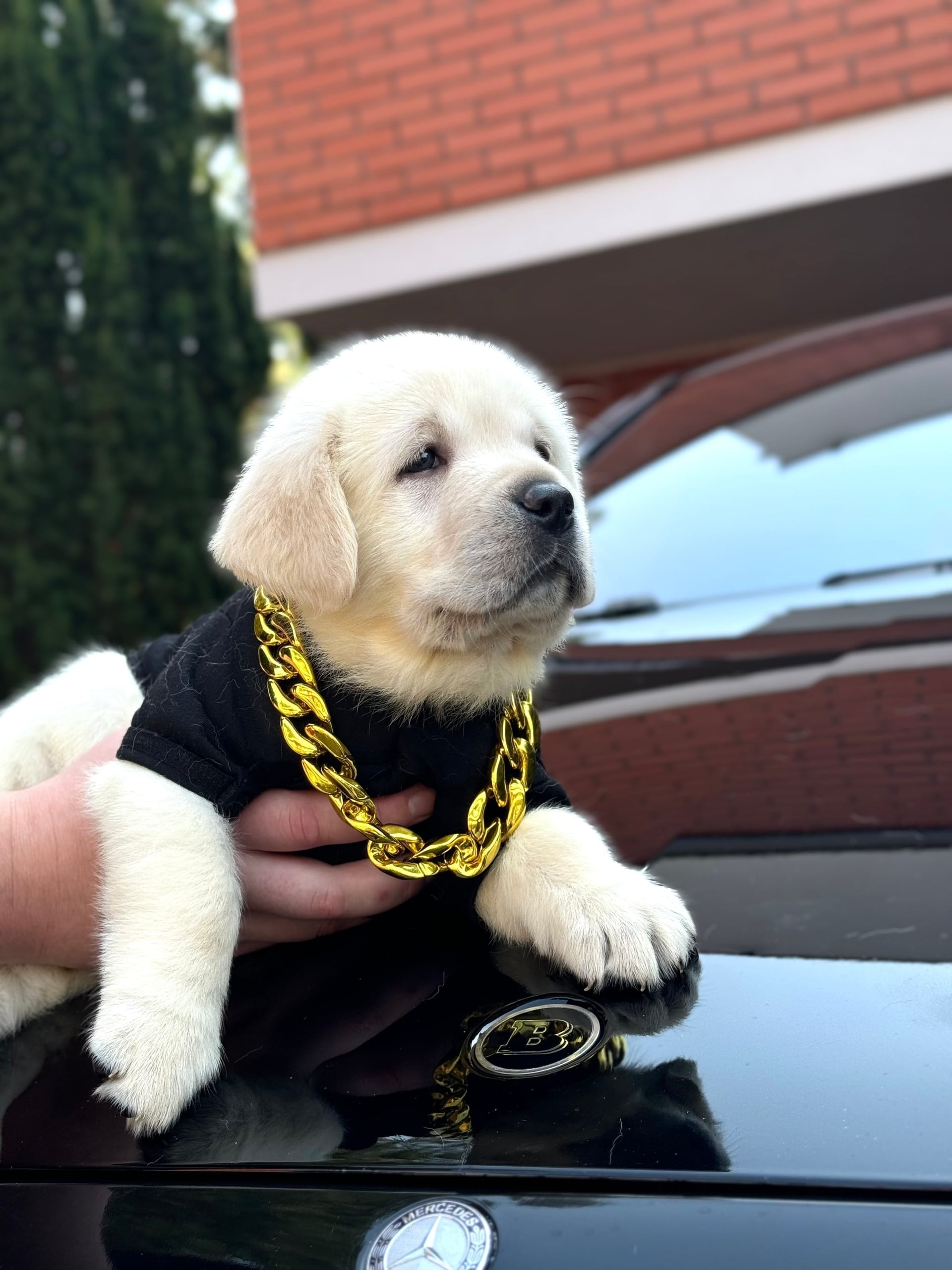 Фото: Помёт от GABRIELLA (B)