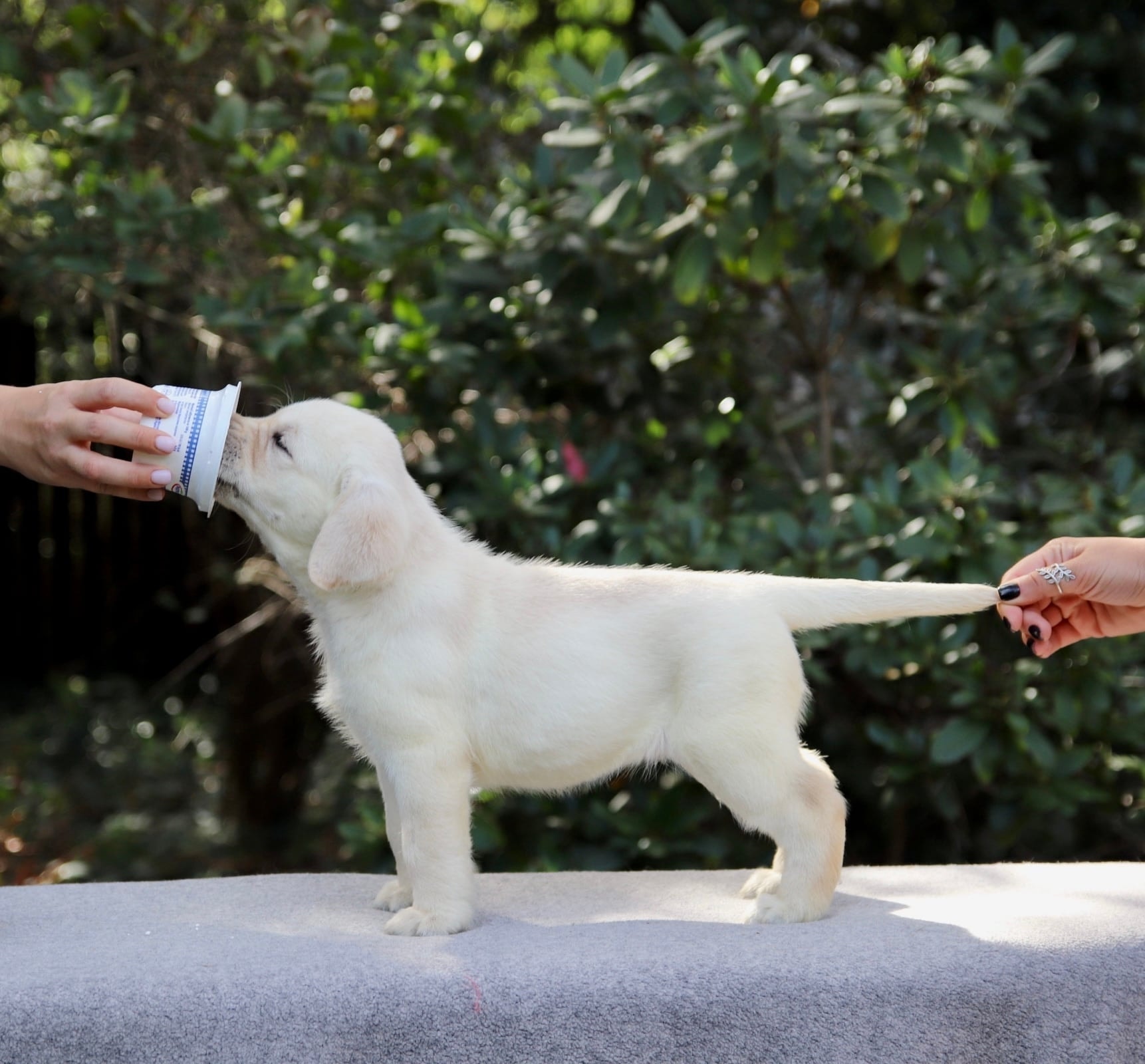 Фото: Помёт от GABRIELLA (B)