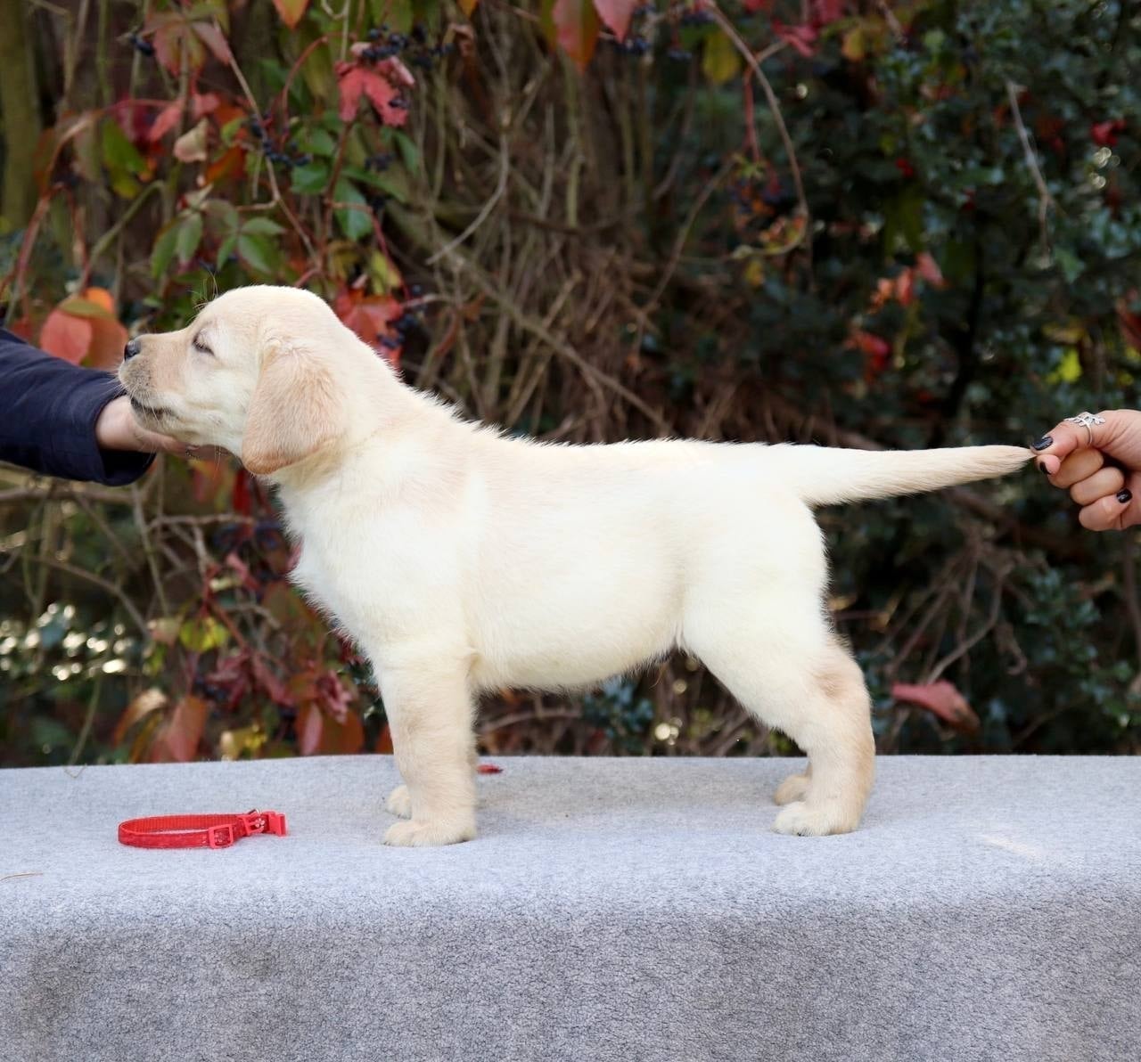 Фото: Помёт от GABRIELLA (B)