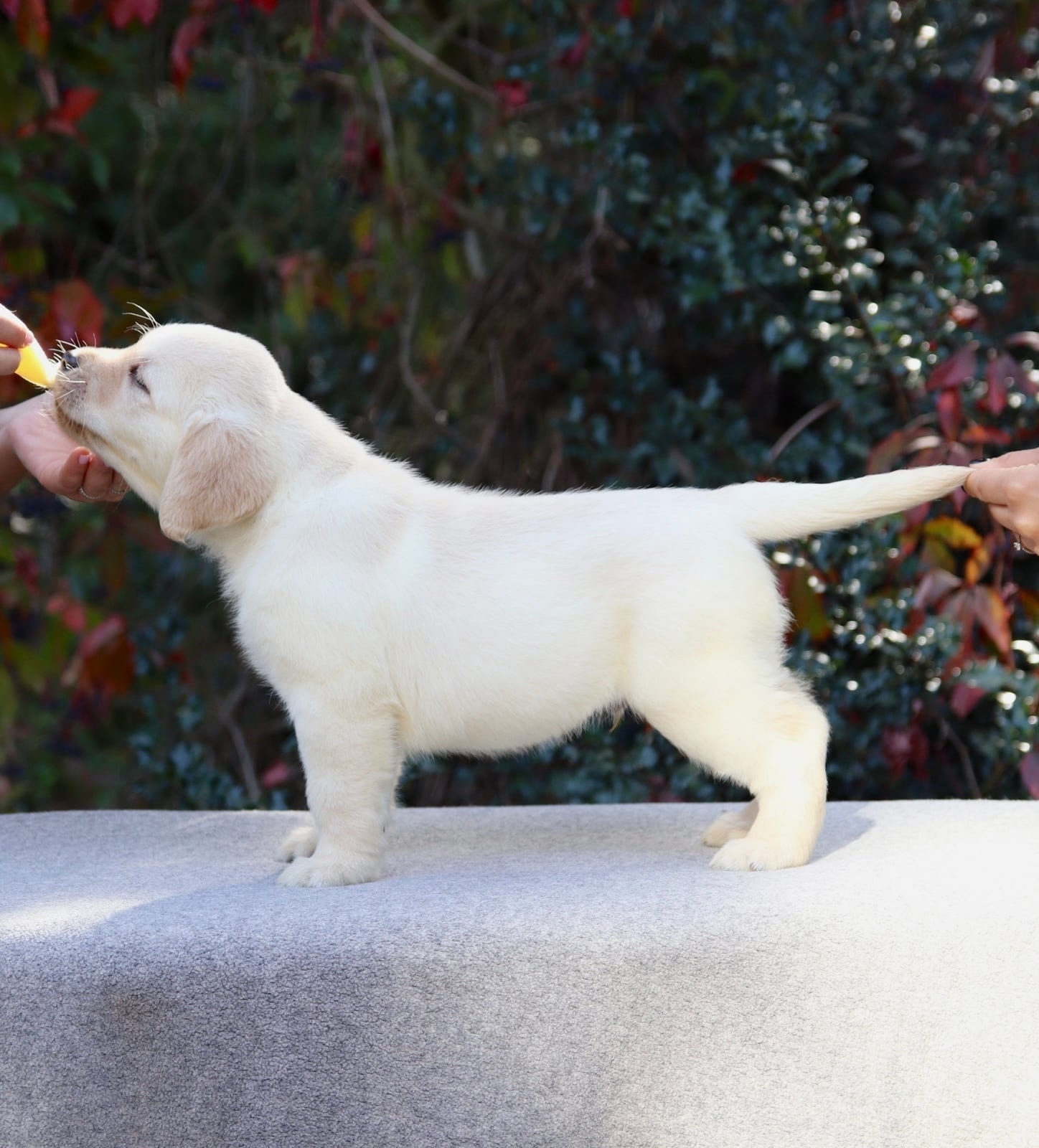 Фото: Помёт от GABRIELLA (B)