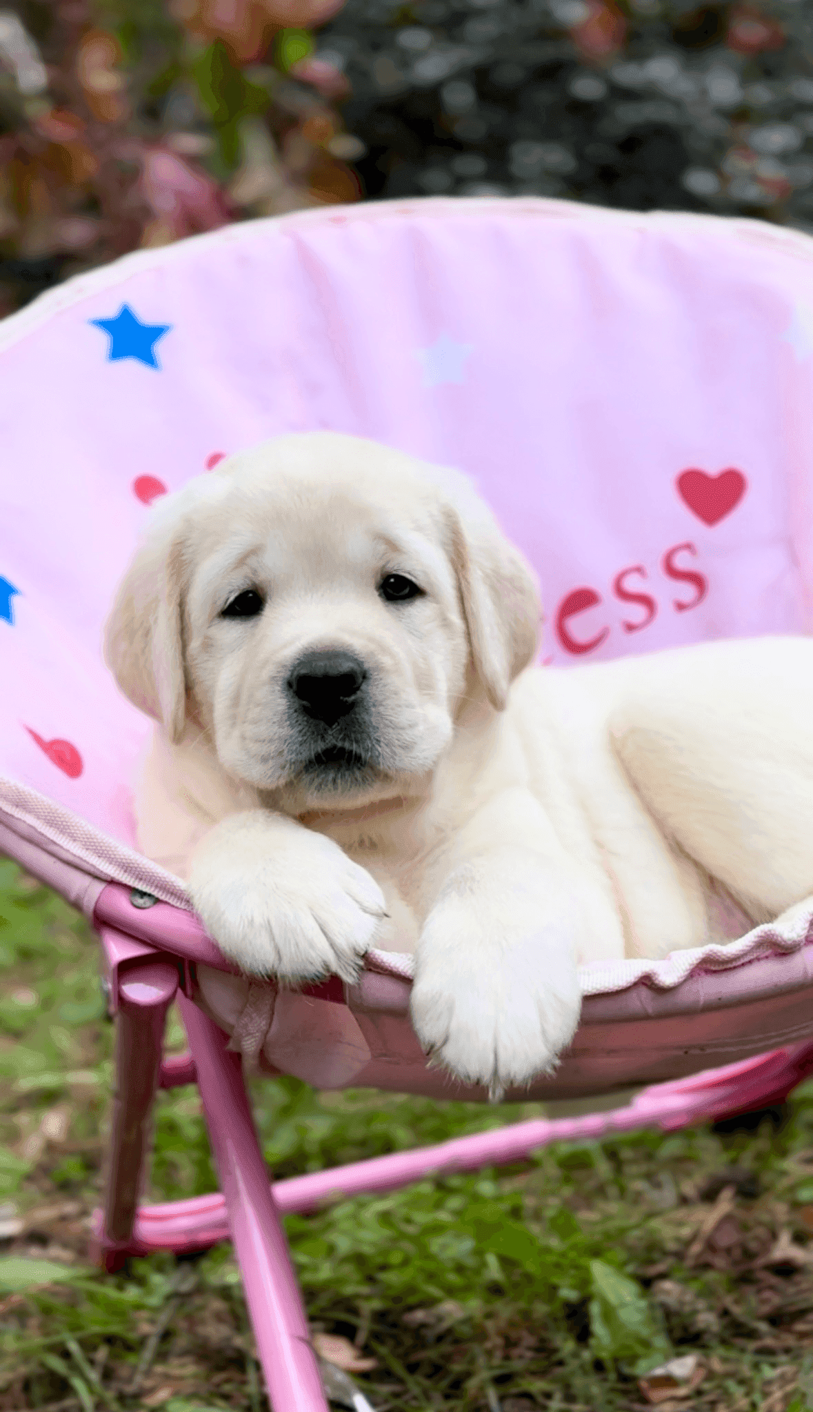 Фото: Помёт от GABRIELLA (B)