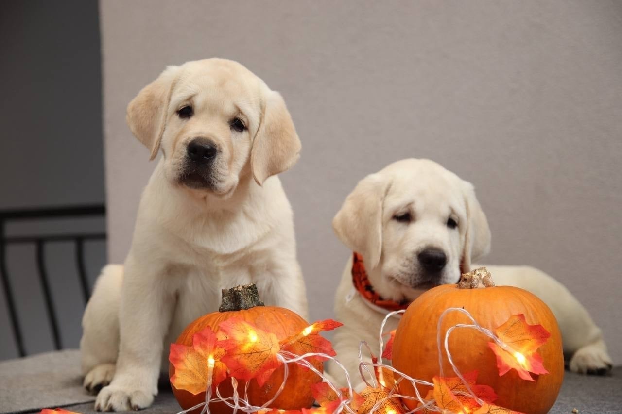 Фото: Помёт от GABRIELLA (B)