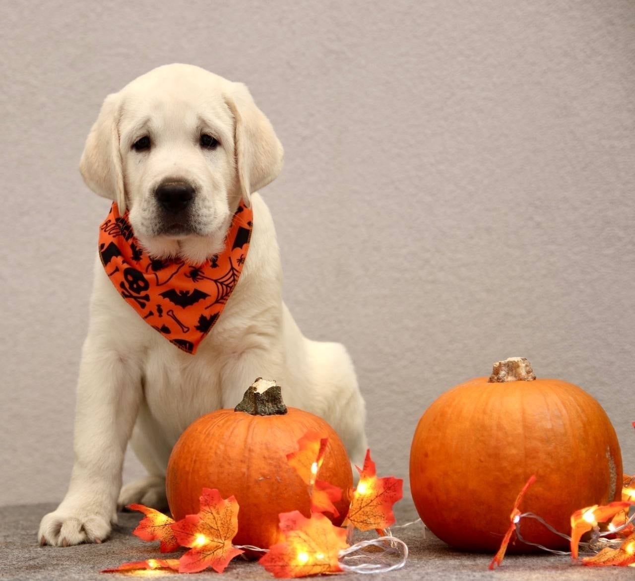 Фото: Помёт от GABRIELLA (B)