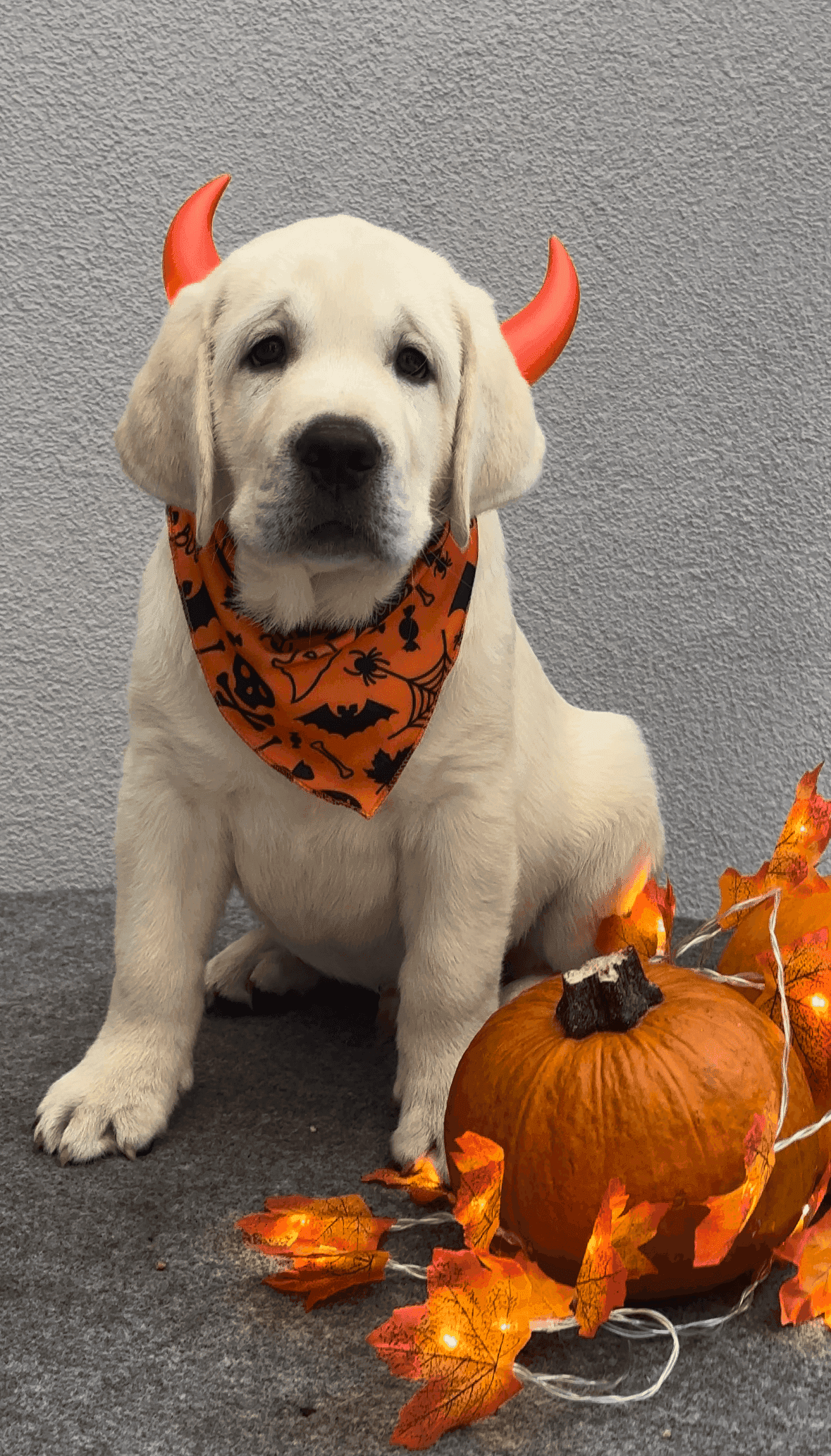 Фото: Помёт от GABRIELLA (B)