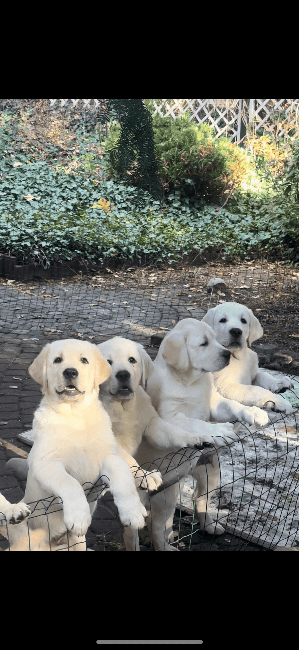 Фото: Помёт от GABRIELLA (B)