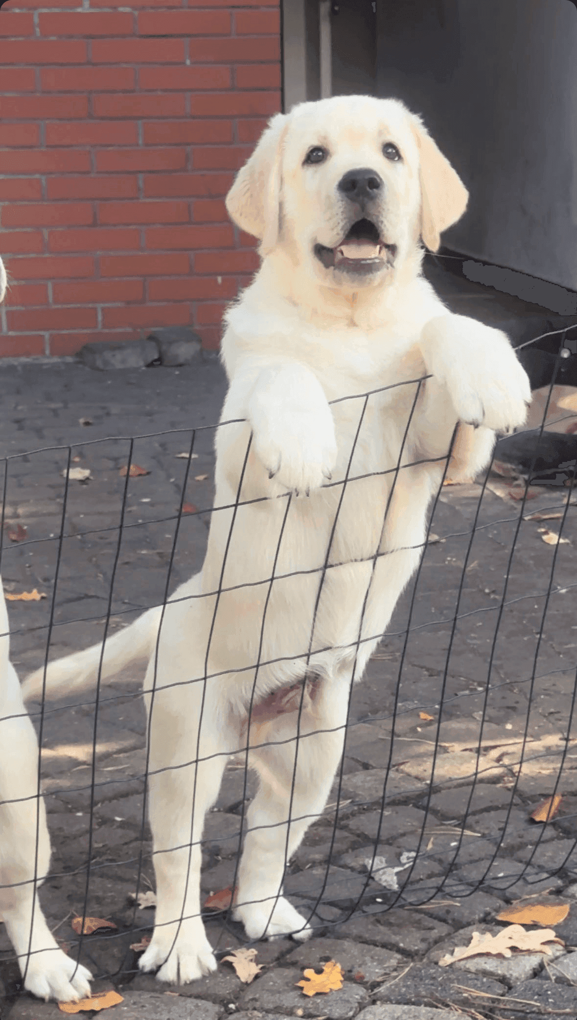 Фото: Помёт от GABRIELLA (B)