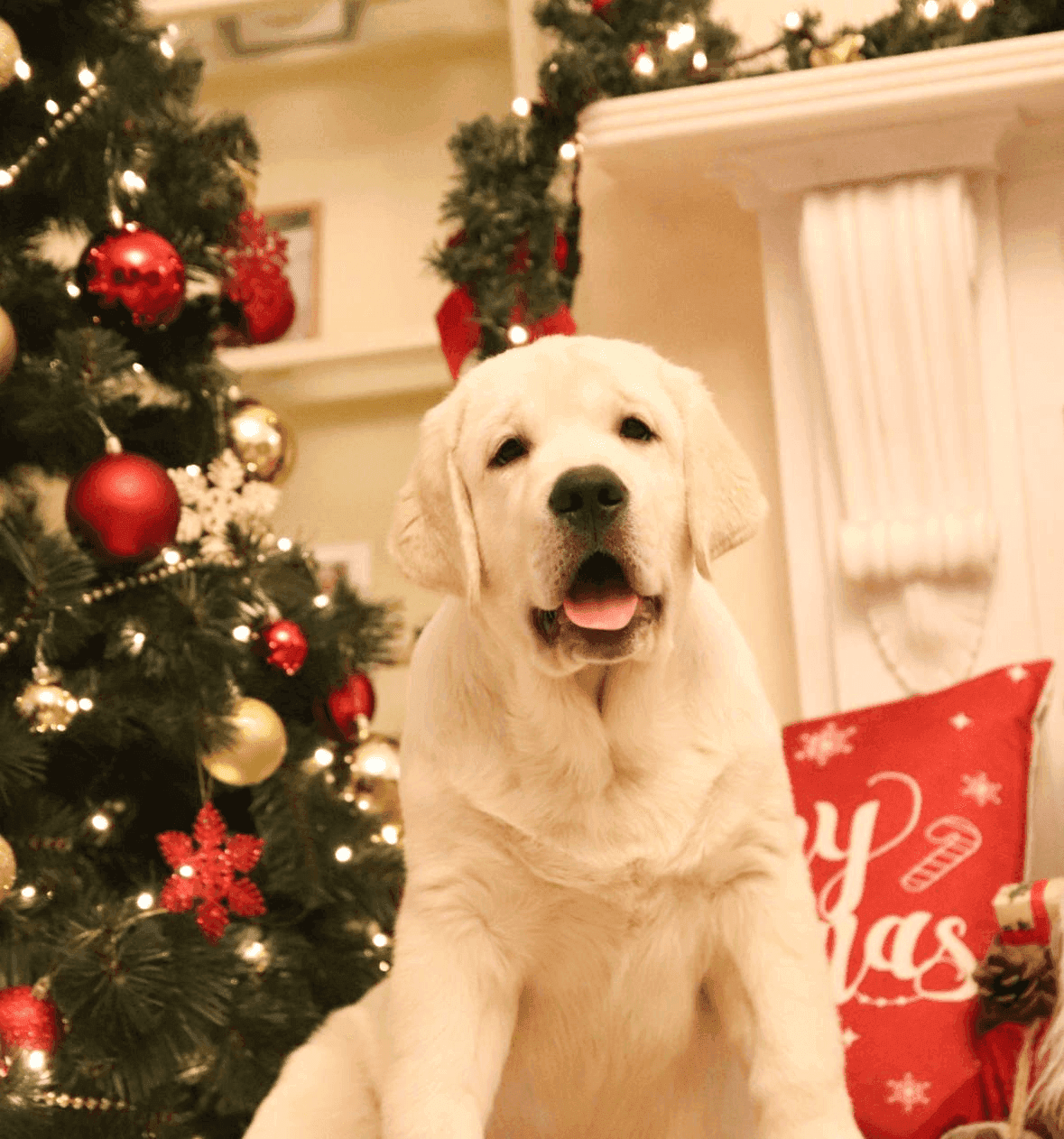 Фото: Помёт от GABRIELLA (B)